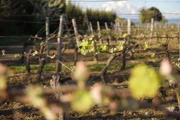 Vigne dans le Razès,Languedoc