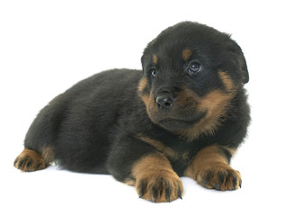 puppy rottweiler