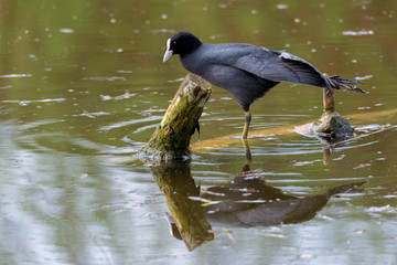 Blässhuhn (Fulica atra) bei der morgendlichen Gymnastik