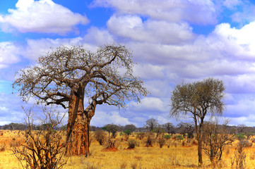 Baobab or boab, boaboa, bottle tree, upside-down tree, and monkey bread tree Tarangire National...