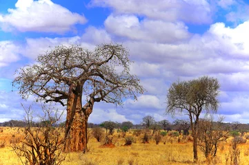 Crédence de cuisine en verre imprimé Baobab Baobab ou boab, boaboa, arbre à bouteilles, arbre à l& 39 envers et arbre à pain de singe Le parc national de Tarangire est le sixième plus grand parc national de Tanzanie après Ruaha, Serengeti, Mikumi, Katavi et Mkomazi
