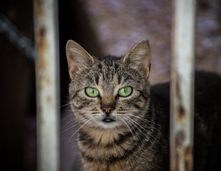 Tabby cat with green eyes