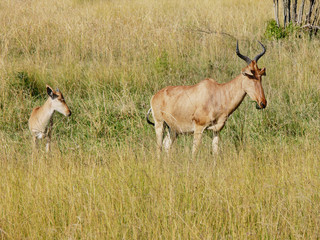 Wild hartebeests (kongoni) mother and  puppy grazing the savanna