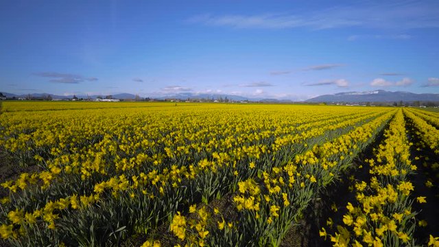 Field of beautiful yellow daffodils. Blooming daffodils in spring.