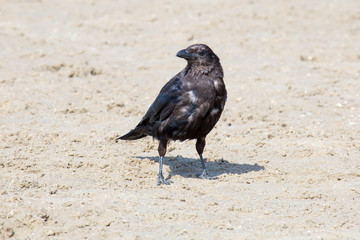 Rabe am Strand