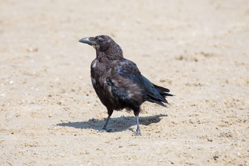 Rabe am Strand