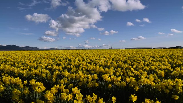 Field of beautiful yellow daffodils. Blooming daffodils in spring.