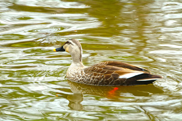 Spot-billed duck, Kamakura, Japan