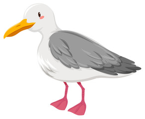 Fototapeta premium Seagull with gray and white feather