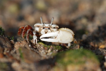 Krabbe