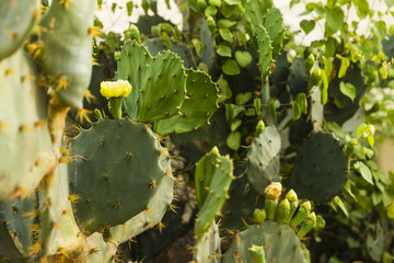 cactus
