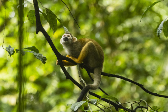 monkey