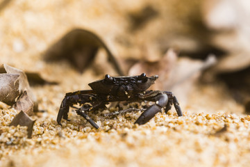 crab in sand