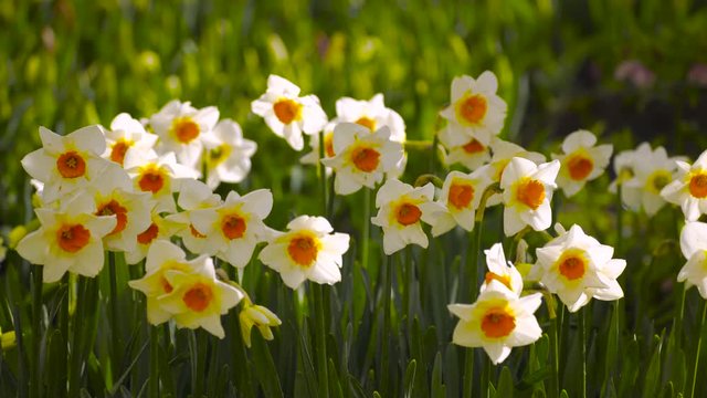 Blooming daffodils in spring. Narcissus flower, showing outer white sepals with a central yellow corona
