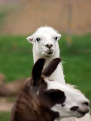 Obraz premium Llama (Lama glama)
