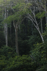 jungle trees