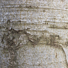 Organic pattern, Tree bark texture , beech