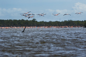 flamingos at bigi pan