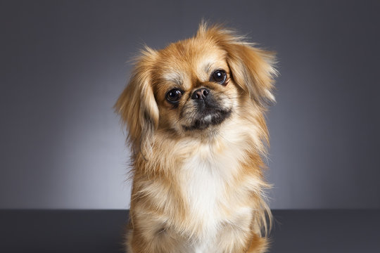 Pekines