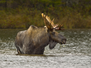 Wading For Breakfast - A bull moose wades out into a pond and eats the vegetation from the bottom of the pond. Sandy Stream Pond, Baxter State Park, Maine. - obrazy, fototapety, plakaty