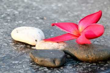 pink plumeria and rock 4171