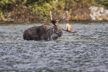 Rack and Roll - A Bull Moose shakes its head and antlers to remove water after lifting head from under the ponds surface. Sandy Stream Pond, Baxter State Park, Maine.