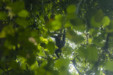 spider monkey in tree