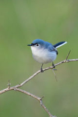 Blue-gray Gnatcatcher