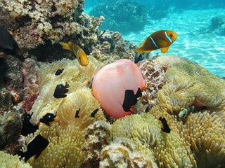 Fototapeta na wymiar Sea anemones with tropical fish orange-fin anemonefish and damselfish, underwater in the lagoon of Moorea, Pacific ocean, French Polynesia