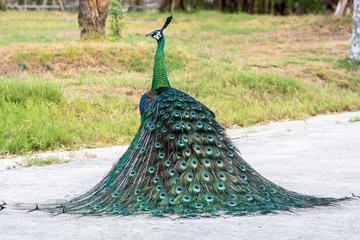 Fotobehang Pauw van achteren met kleurrijke staart op de voorgrond © sapgreen