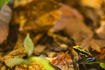 frog on wet leafs