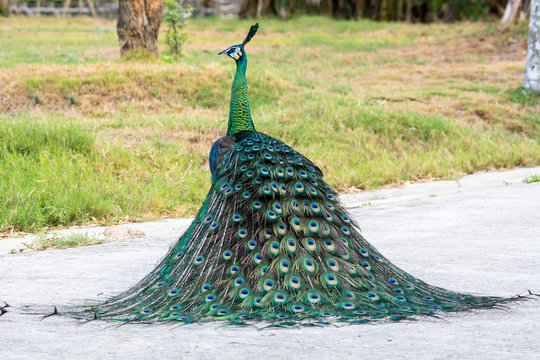 Fototapeta Peacock  from behind with colourful tail in foreground