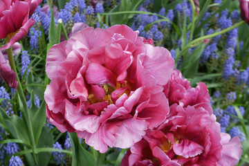 Foxtrot tulip 