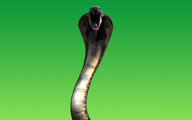 Obraz premium 3d King cobra snake isolated on green background