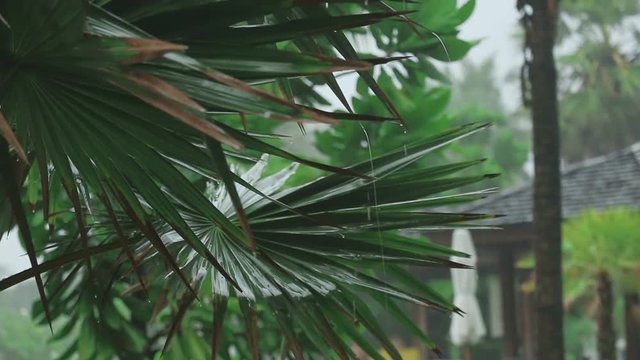 Palm at tropical downpour