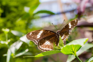 Plakat Great Egg-fly butterfly