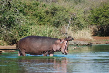 Hippopotamus Kruger park South Africa