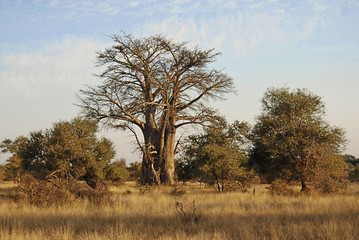 Baobab ou boab, boaboa, arbre à bouteilles, arbre à l& 39 envers et arbre à pain de singe Le parc national de Tarangire est le sixième plus grand parc national de Tanzanie après Ruaha, Serengeti, Mikumi, Katavi et Mkomazi