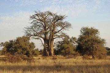 Papier Peint photo Lavable Baobab Baobab ou boab, boaboa, arbre à bouteilles, arbre à l& 39 envers et arbre à pain de singe Le parc national de Tarangire est le sixième plus grand parc national de Tanzanie après Ruaha, Serengeti, Mikumi, Katavi et Mkomazi