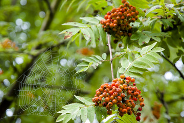 Rowanberries & Spiderweb