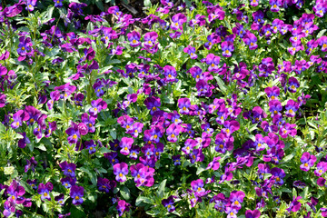 紫のビオラの花