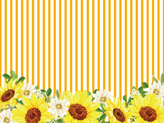 Obraz premium sunflower yellow and beautiful