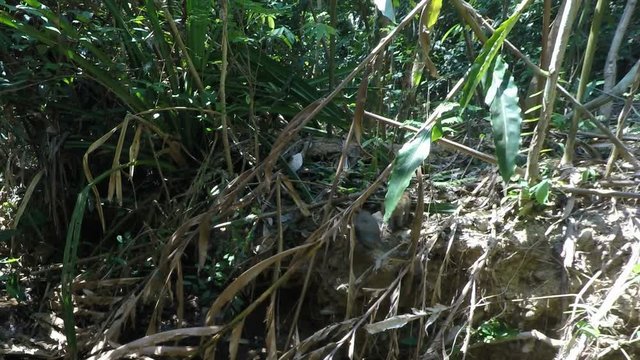 makake monkeys in the jungle