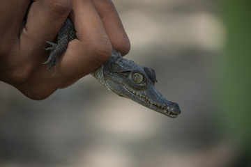 Mano de joven guarda parque sostiene un cocodrilo bebé y habla de sus características.