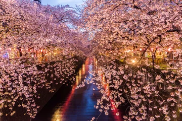Poster Cherry blossom or Sakura at Meguro Canal. © amnach