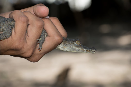 Mano de joven sostiene un cocodrilo bebé y resalta la importancia de su protección.