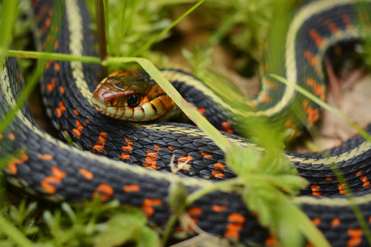 Garter Snake in Grass