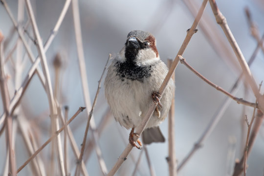 14 件の最適な イエスズメ 画像 ストック写真 ベクター Adobe Stock