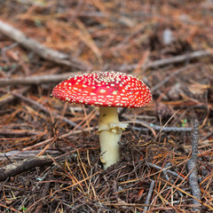 Amanita muscaria