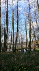 Obraz premium Erlen in Sumpfgebiet